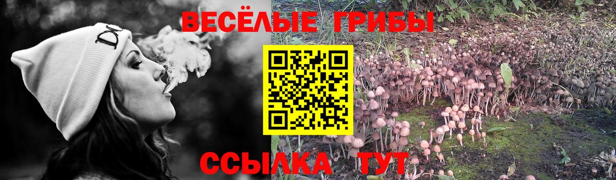 Псилоцибиновые грибы мицелий Солнечногорск